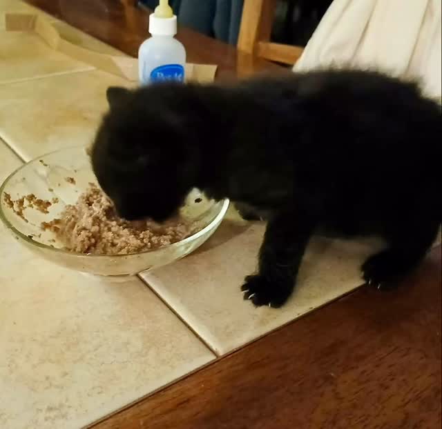Sometimes the tiniest boys need the biggest love 🖤
This 5-week-old black kitten just arrived at Oreo’s Haven, and while his story is just beginning, one thing is certain—he is safe now.
A warm bed, a full belly, and people who care. That’s everything.
Welcome home, little one 🐾