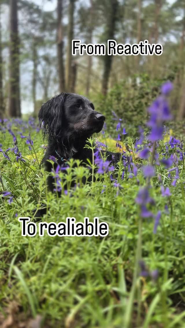 🚨STILL WALKING ON EGGSHELLS WITH YOUR DOG OUTSIDE🚨
You have a dog that’s overwhelmed, misunderstood… and lacking clear guidance.
Reactivity isn’t something your dog just “grows out of.”
And it’s not fixed with endless treats or avoidance either.
It’s fixed with:
✔ Clear communication
✔ Fair structure
✔ Consistent follow-through
That’s where everything changes.
But here’s the truth most trainers won’t say:
This only works if you are committed.
We specialise in reactive dogs—
but we only take on owners who are serious about real change.
No shortcuts. No quick fixes. Just results.
If you’re ready to turn chaos into calm…
📩 Message me “READY”
OR
Comment “HELP” and I’ll DM you the first step to fixing your dog’s reactivity.
#dogtrainingadvice #dogreactivitytraining #hampshire #wiltshire
