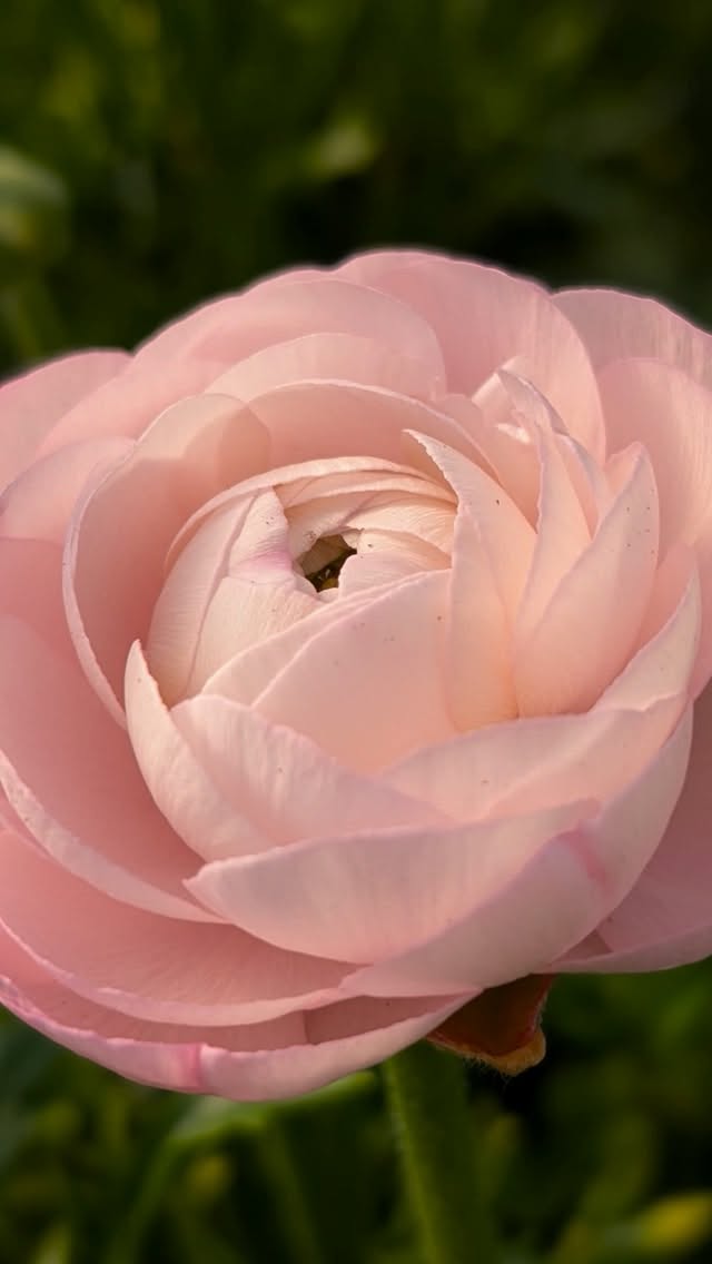 Really ravishing Ranunculus this year! Loads available for florists or delivered to your door overnight! Link in bio or DM for details. Or pop into the farm anytime, we're always here!
Stem length is extraordinary, up to 90 cm, we must be doing something right!