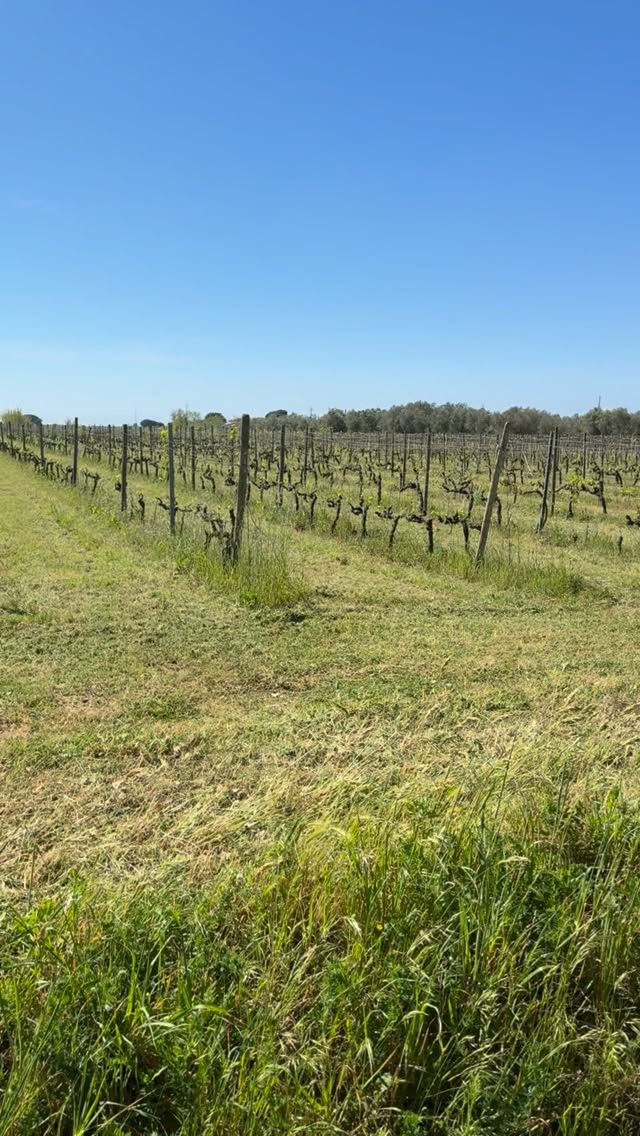 #ansonica #cantinadenci #capalbio #vinonaturale #ansonicadenci