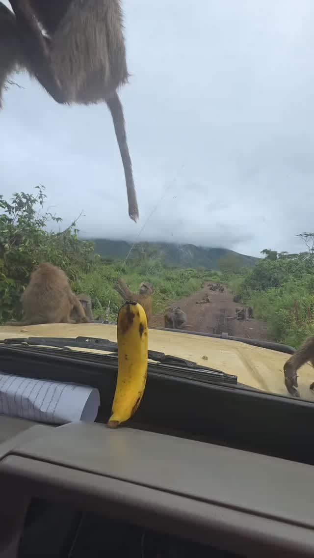 When life is too good think twice.
www.planetgogoaadventure.com
#explore #wildlifeplanet #travel #adventurephotography #safari