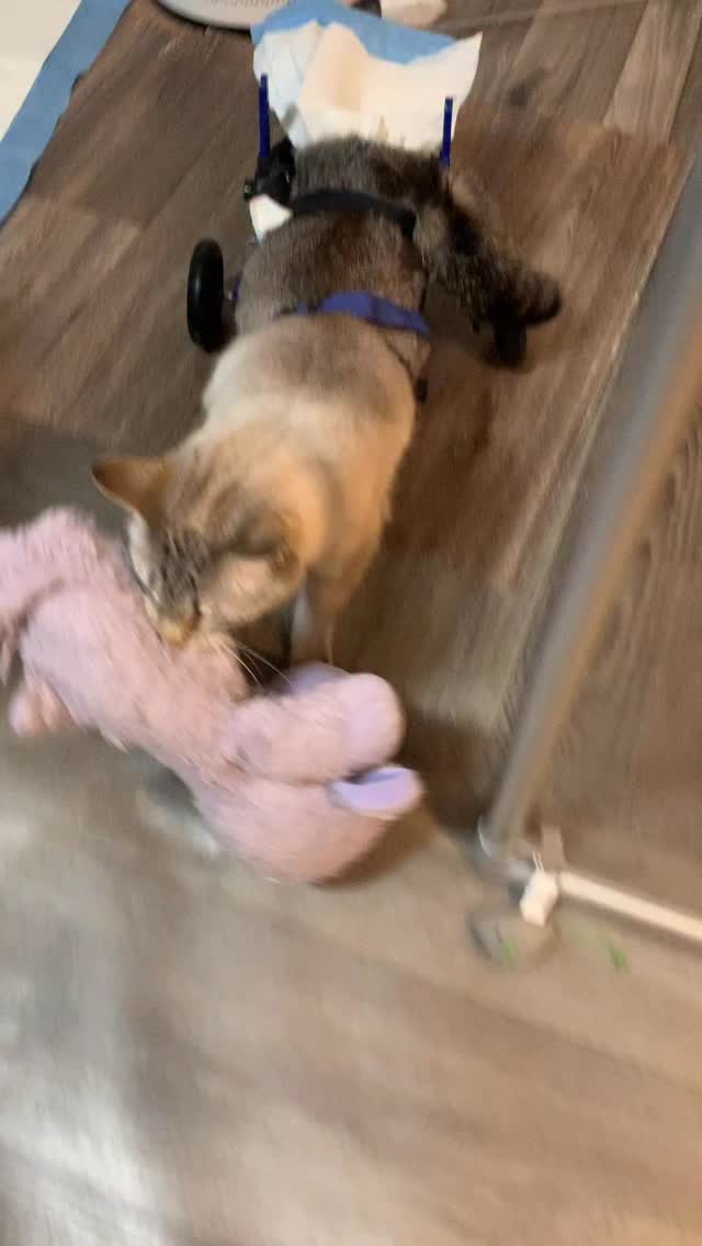 HarPURR and his purrple lamb (comfort companion) were never too far from each other. He would carry his lamb even when he was in his cart and it literally would melt your heart. HarPURR memories are beyond purrecious and what a gift they are to have. I know hearts will take time to heal and understand as when we lose our dearest loved ones, it can be overwhelming.
From the very beginning I have been fully open about HarPURR’s medical needs, however that was not the focus of his platform. HarPURR showed the ameowzing life that cats with special needs can have. I was told that he would not survive at 4 months old, and then again when he got the diagnosis with TCC in 2022. He defied so many odds as he had lots of work to do here with us. Then when his physical being felt he had completed his journey here he transitioned to his next journey. So incomprehensible to us, but I feel so deeply connected to him that I know his indomitable spirit that was larger than life will purrsevere.
HarPURR Angel Kitty Warrior and I are here to tell every single soul that you are ALL valued, irreplaceable, ALL matter and are loved. Feel the warrior spirit from within and HarPURR on.
Help us to fulfill his mission to insPURRire, advoCATe, eduCATe, encourage and demonstrate compassion by letting your light shine bright from within.
Be Like HarPURR - advoCATe 💨 eduCATe 💨 insPURRire
#gato #guapo #fyp #warrior #angel