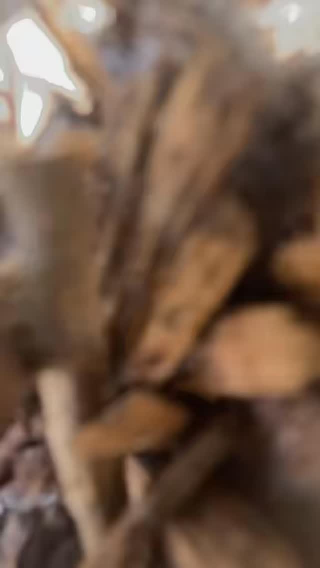 A calm pack isn’t created by stopping the chaos. It’s created by guiding the movement. Keep them moving with purpose, and even the rowdy ones fall into rhythm. #beapackleader #movetacoma #tacomadogs #tacomadoggydaycare