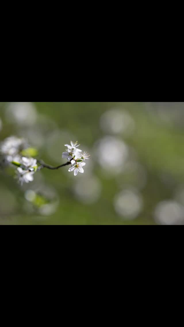 Frühling Kraft des Neuanfangs https://www.christian-imfeld.ch/sanfte-fototouren #Frühling #Natur #Zentralschweiz