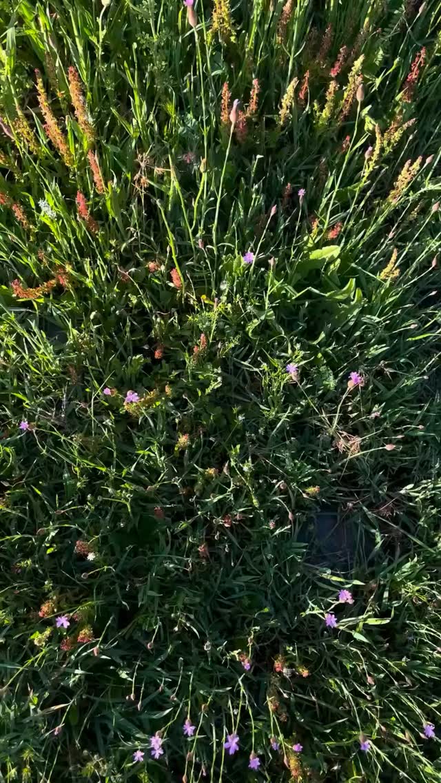 Mediterranean spring is here!
#finegridhome #handwoventextiles #slowliving #mediterraneanlife