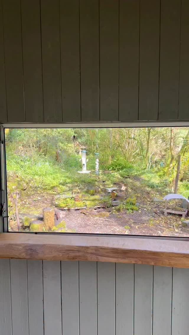 Latest addition to the Hide Studio………
I have mounted a monitor on the wall and, using a Raspberry Pi , I can now show my live stream cameras in here!! 🥰😍
I’m loving this space more and more!