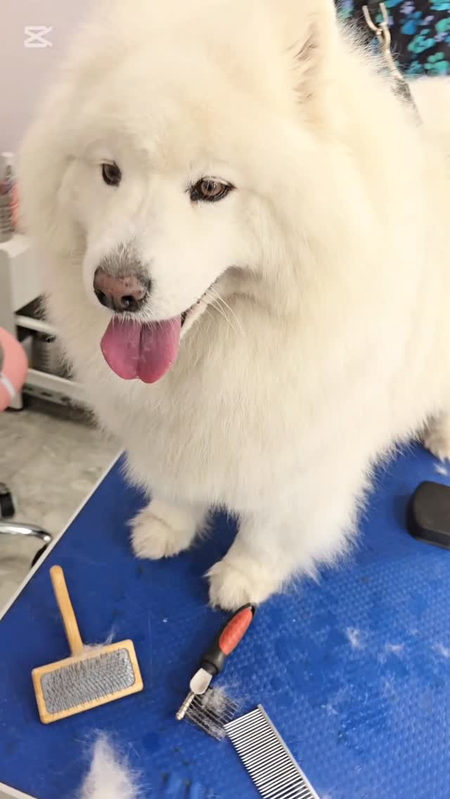 Lea, beautiful cloudy Samoyed ❤️
#tsawwassen #ladnervillage #tsawwassenfirstnation #tsawwassensprings #ladnervillagemarket