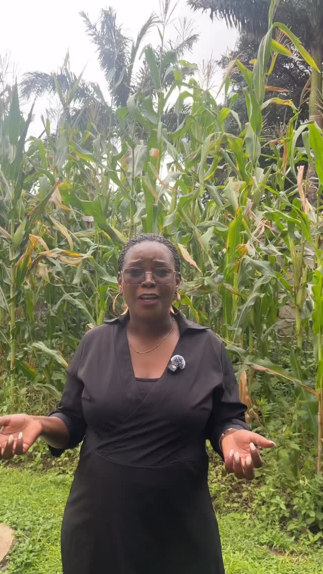 Rebecca shares with us some of her experiences at the training in Zambia. She particularly highlights the session on God‘s heart and vision for men and women and how this brought new understanding for her and how it will impact the way that she works with teenagers in her community.
We love hearing what people are learning and we’re so excited to see what more God has in store.
#thedignitycampaign #facilitatortraining #training #dignitycampaign #youthempowerment