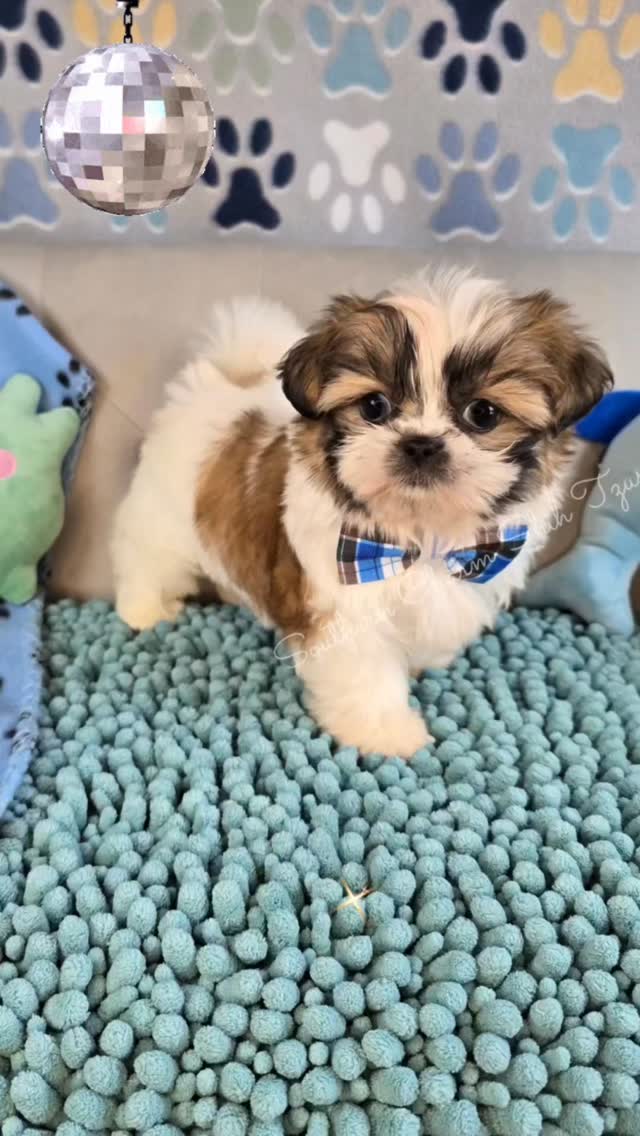 It's Disco time! 🎶 This adorable red boy is both sweet & sassy! He'll do zoomies right in your lap then cuddle up for some loving! 💙💚💙
www.southerncharmshihtzus.com 🐾 706-296-5239
#redshihtzupuppy #shihtzupuppylove #souththerncharmshihtzus #shihtzubabyboy🐾 #shihtzuparty