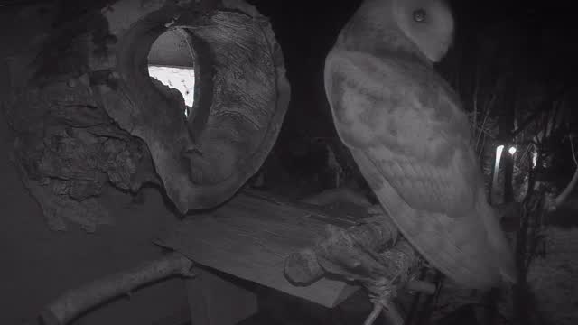 This guy was back at my quarry box in the early hours….. these owls are really teasing me….. 🤣