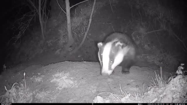 When you first put a trail cam up, literally everyone has to come and check it out! 🤣🦡🦡🦡🦡🦡
They all react differently!
🦡Some just amble past and give it a side glance
🦡Some do a dramatic double-take!
🦡Many attempt to cover the lens with as much badger slobber as possible!
🦡Some attempt to to rearrange your carefully set up angle, often to one that looks at some grass…. or the sky 🤣
After a few days and much badger snot on the lens they forget about it and leave it alone….
@naturespy Helarctos trail camera.
Check out ‘Use &Review on my website at www.wildlifekate.co.uk