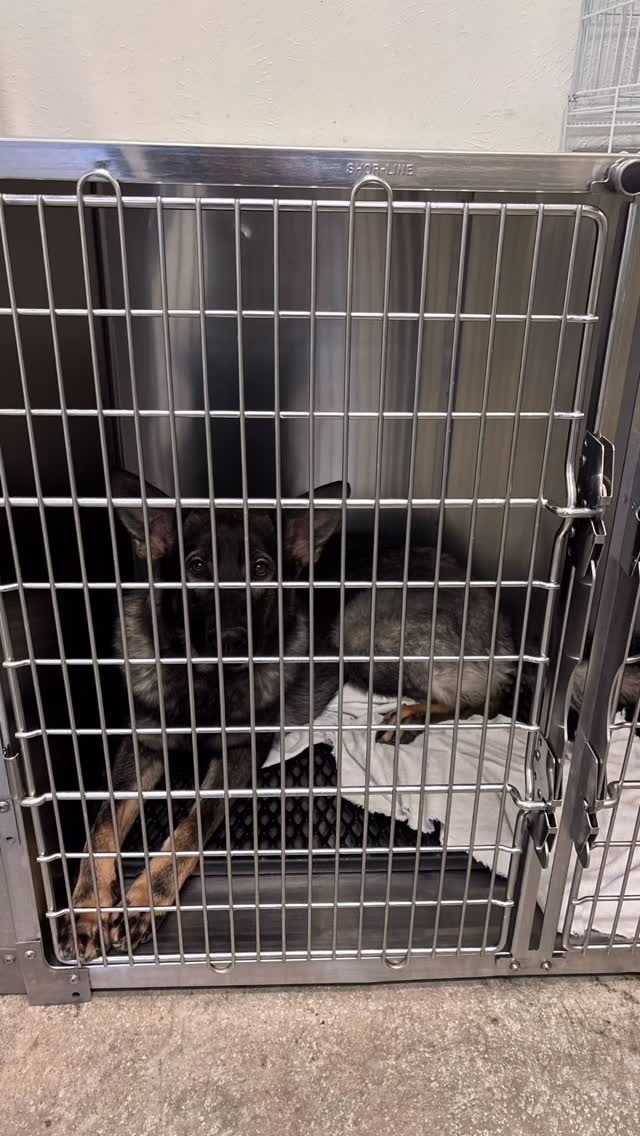 This is Duke and he had his first professional groom. He was such a good boy! It’s de-shed season and time to get that under coat out so they can be cool during the hot summer months. Our Saturdays are filled but we have options during the week. Give us a call! #De-shed season #healthypups #undercoat #summer