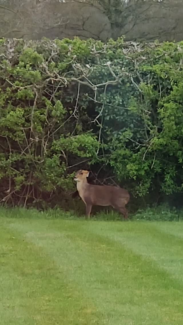 There's a reason I love living and working here! Looked out of my window at lunchtime to see this! My hedge is apparently delicious #wildlife #relaxattheretreat #muntjacdeer #wellbeingworkshops