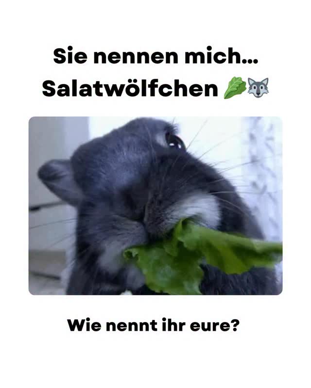 Wir können nicht mehr 😂
Eine Kundin hat uns geschrieben und ihre Tiere einfach Salatwölfchen genannt 🥬🐺 Fanden wir absolut genial 😅👌
👉 Und jetzt seid ihr dran:
Welche Spitznamen haben eure Tiere? 👇