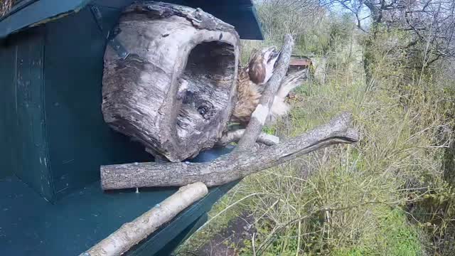Seren turned up in the barn owl box this afternoon, chased by a magpie!
I would imagine she was roosting nearby and discovered by the magpie. They mob them relentlessly and the owls will often go and hide, just as she has!
She looks pretty relaxed in there now. May be she’ll stay!
