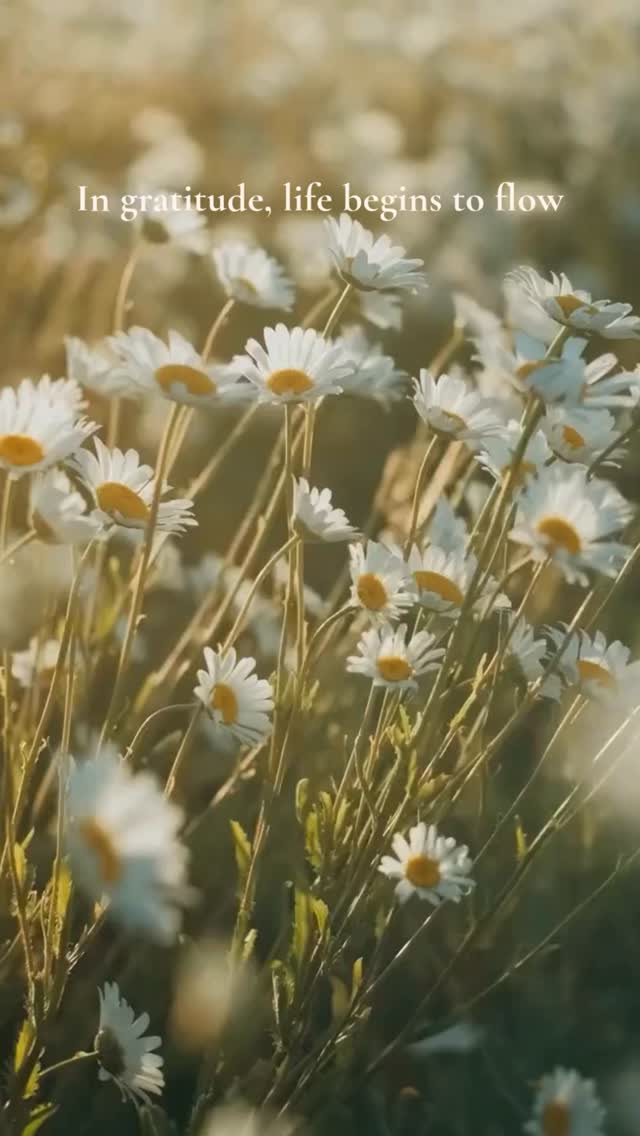 When you soften into appreciation, even for the smallest moments, something shifts within you. The mind quiets, the heart opens, and what once felt heavy begins to move with ease.
Let today be a gentle return to gratitude…
a quiet remembering that there is so much here for you already. 🌿✨
#Gratitude #GratitudePractice #HeartCentered #MindfulLiving SpiritualGrowth EnergyHealing InnerPeace HolisticWellness SelfHealing PresentMoment GratefulHeart WellnessJourney SacredLiving PeaceWithin HealingEnergy