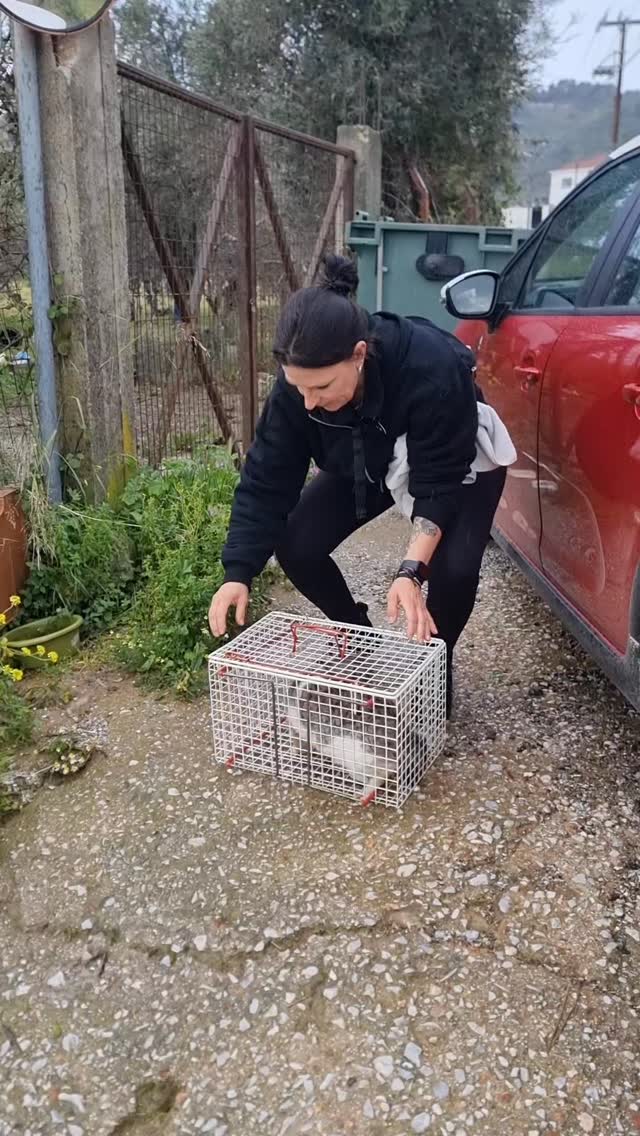 Und dann kommt der Moment des Freilassens…
Wir haben es bereits kurz erklärt – und möchten trotzdem noch einmal ganz bewusst darauf eingehen.
Denn genau dieser Schritt wird oft missverstanden.
Nach der Kastration bringen wir die Katzen zurück an ihren ursprünglichen Ort.
Dorthin, wo sie sich auskennen.
Wo ihr Revier ist.
Wo sie gelernt haben zu überleben.
👉 Das ist das Prinzip von TNR: Trap – Neuter – Return.
Und ja – wir lassen sie wieder frei.
Ganz bewusst.Nicht, weil es uns egal ist.
Sondern weil genau das der nachhaltigste Weg ist, die Situation vor Ort zu verbessern.
Unser Ziel ist es nicht, möglichst viele Tiere aufzunehmen.
Und es ist auch nicht unser Ansatz, Katzen aus ihrem gewohnten Umfeld zu entnehmen, wenn sie dort überleben können.
Unser Fokus liegt auf der nachhaltigen Verbesserung vor Ort.
Das bedeutet:
✔ Kastrationen, um die Vermehrung zu stoppen
✔ medizinische Hilfe, wo sie nötig ist
✔ Stabilisierung der bestehenden Populationen
Denn die Realität ist:
Wir haben weder die Kapazitäten – noch würde es das Problem lösen, alle Katzen aufzunehmen.
👉 Im Gegenteil:
Wenn Katzen einfach „verschwinden“, entstehen neue Lücken.
Und diese werden schnell wieder gefüllt.
Nur Kastrationen durchbrechen diesen Kreislauf.
Das Leben auf der Straße bleibt hart.
Aber durch die Kastration wird es ein Stück weniger leidvoll:
Keine ständigen Kämpfe, kein Nachwuchs, kein endloser Kreislauf.
🧡 Jede Freilassung ist kein Zurücklassen.
Es ist ein bewusster Schritt hin zu weniger Leid.
Und genau dafür kämpfen wir – Tag für Tag.
#strayanimalcare #tnr #kastrationenrettenleben #trapneuterreturn #streetcats