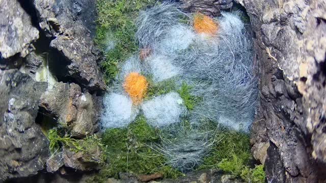 Some tenants take internal decoration very seriously!
This individual has chosen a daisy theme in random fluff….. pretty impressive I’d say! 🤣🤣🌼