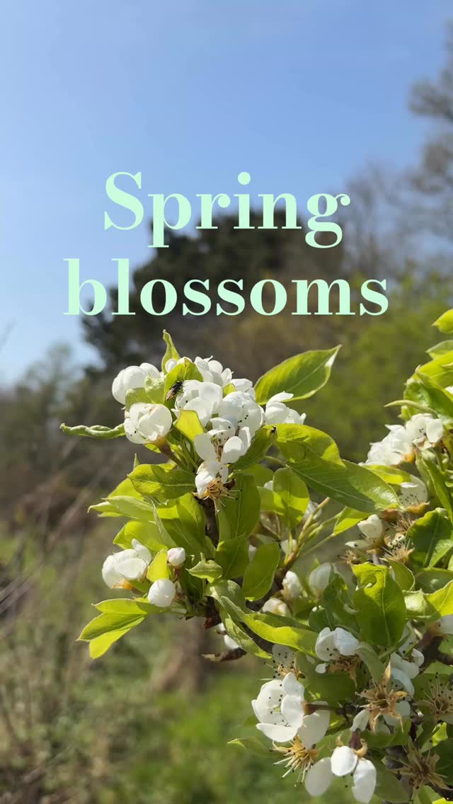 Spring is really starting to feel sprung!
#roselandpeninsula #springblooms #blossom #trees #spring2026