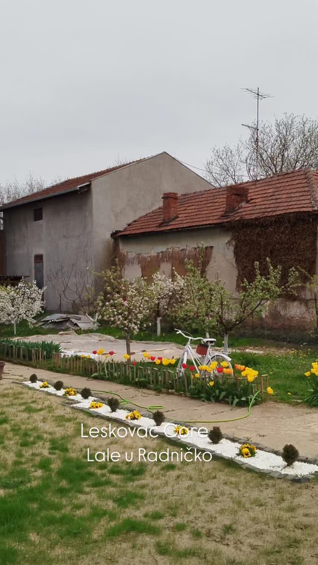 Lale u Radničko #leskovac #tulips #lale #cveće #gardens