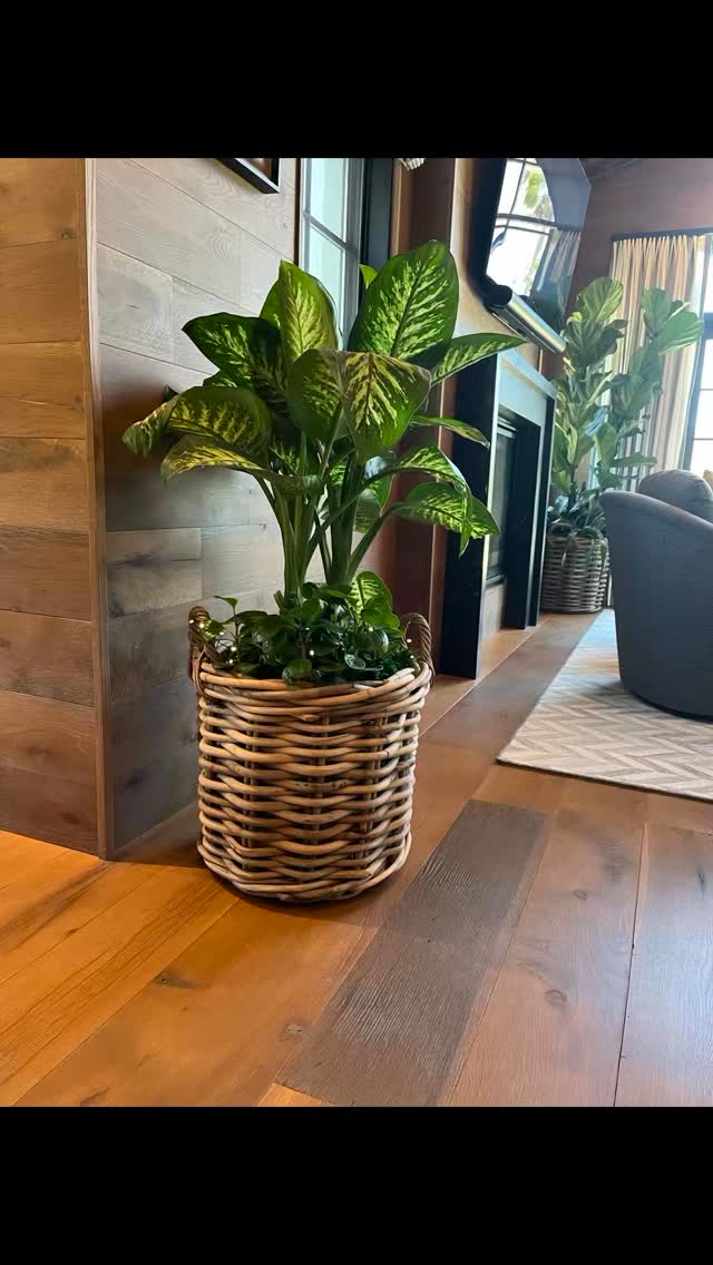 Where nature meets intention, and every space tells a story.
At Plantology Plants & More, it’s not just about greenery, it’s about elevating environments, creating harmony, and bringing life into every corner with purpose and style.
Because the right plants don’t just fill a space… they transform it.
#Plantology #PlantsAndMore #ElevatedLiving #ChicSpaces #LuxuryInteriors