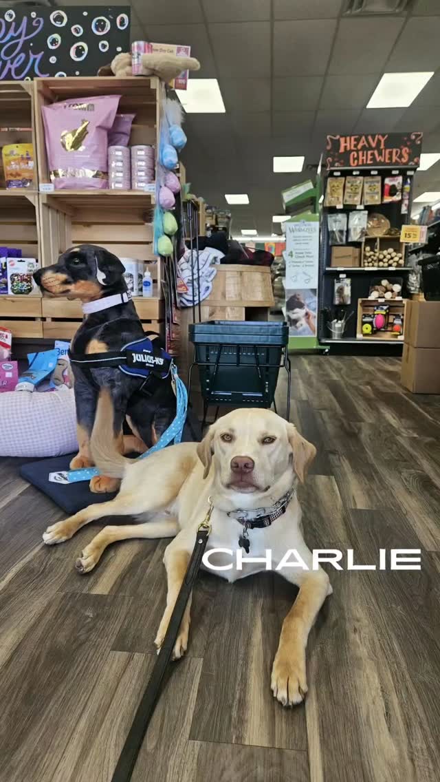 Training doesn’t just happen at home — real life is where it all comes together 🐾
Taking your dog to a pet store is one of the best ways to work on:
✔️ Focus around distractions
✔️ Loose leash walking
✔️ Calm behavior in exciting environments
New smells, people, dogs, carts, noises… it’s a LOT. And that’s exactly why it’s so valuable.
Start simple: • Keep sessions short
• Reward calm choices
• Don’t expect perfection right away
A well-behaved dog isn’t just trained — they’re practiced in real-world situations.
If your dog struggles in busy places, that’s normal. It just means we need to train there, not avoid it.
Need help getting your dog confident in public? I’ve got you. 🐶
#hollywoodfeed #dogtraining #614columbus #ohio #ohiocheck