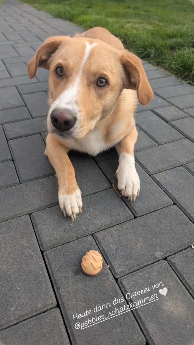 Nach den Möhren aus der Gewinner-Geschenkbox "Mümmel-Wahnsinn" durften bei @tiny__loki die Fellnasen nun auch die Ostereier vernaschen. 🥕🐰
Wir hoffen, es hat euch geschmeckt & vielen Dank, dass wir daran teilhaben durften! 🙏😊
#pebblesschatzkammer #hundeliebe #gewinner #fellnase #geschenkefürhunde