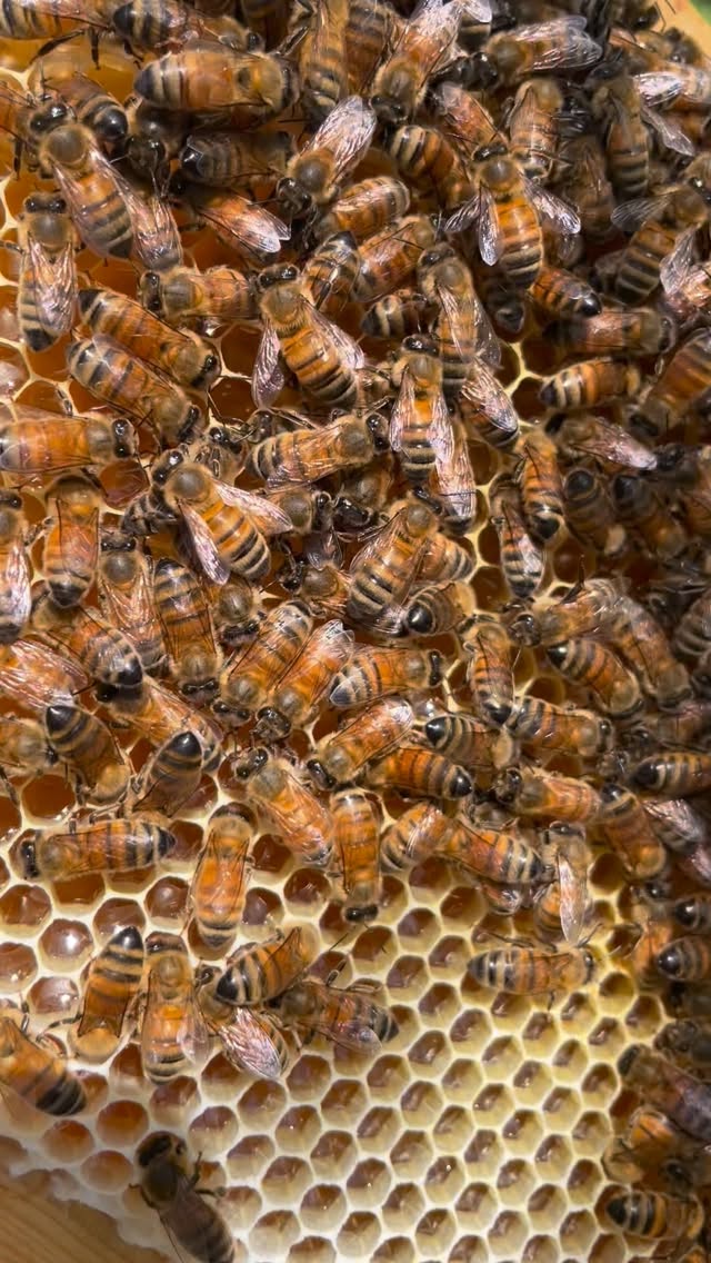 Ça bourdonne, ça travaille… et ça promet 🍯🐝
Le miel de printemps est en train de se faire... Et à voir ces cadres se remplir, je peux déjà vous dire une chose : il va être incroyable ✨
J’ai tellement hâte de vous le faire découvrir 🤍
#mieldeprintemps #mielbio #productrice #mielartisanal #agriculturefrançaise