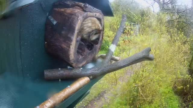 Seren seriously thought about staying in the barn owl box this morning! It’s a blustery morning and she was in and out the box for about an hour before leaving at 6.40am………