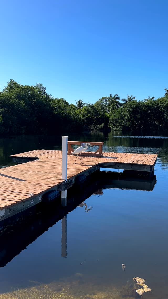Our latest visitor 🦢 Just another day at Leo’s! 😊
#keywestcampground #floridakeys #keywest #leoskeywestcampground