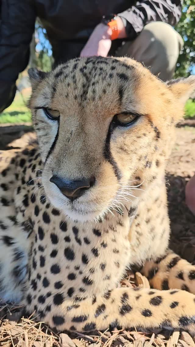 Got to meet this adorable cheetah Solo yesterday. He was spectacular.