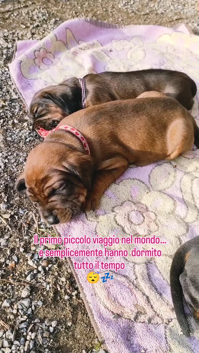 Il primo piccolo viaggio nel mondo…
e loro semplicemente hanno dormito tutto il tempo
Fuori, nuovi odori, luce, spazio.
Dentro, solo calma, calore e fiducia.
Perché all’inizio non serve fare.
Basta essere.
E così cresce la sicurezza –
in silenzio, passo dopo passo🐾
Der erste kleine Ausflug in die Welt…
und sie haben ihn einfach verschlafen.
Draußen: neue Gerüche, Licht, Weite.
Drinnen: Ruhe, Wärme, Vertrauen.
Am Anfang muss man nichts tun.
Es reicht, einfach zu sein.
So wächst Sicherheit –
still und Schritt für Schritt🐾
#LePuledraieDiSterpeti #bgs #bayrischergebirgsschweisshund #bayerischergebirgsschweisshund #bavarianmountainhound bayrischergebirgsschweißhund bayerischergebirgsschweißhund bavarian bavarese brandlbracke bracke segugiobavarese segugiobavaresedamontagna cucciolata cucciolo cuccioli welpen welpenliebe puppy puppiesofinstagram puppylove bavarianmountainhoundpuppy bavarianmountainhounds bavarianmountainhoundsofinstagram beiersebergzweethond bayerskviltspårhund bayerskviltsporhund bayerskbjergschweisshund posokowiecbawarski bavorskybarvar bavorskýbarvář bavorskyfarbiar sabuesodesangredebaviera sabuesodebaviera chienrougedebavière rougedebaviere bavarianmountainscenthound