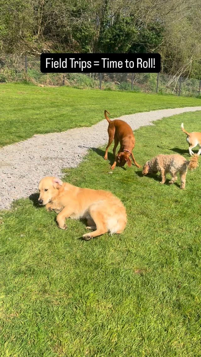 On Wednesdayβs Field Trip, everyone had a roll!
#doggydaycare #dogs