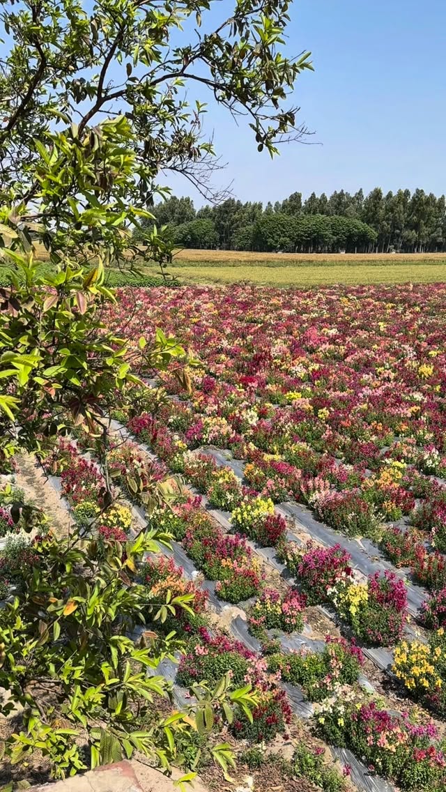 With every bloom, there’s a story behind it 🌸
What you see as colours in the field… is actually the result of countless hours — sowing, nurturing, protecting, and patiently waiting.
Hands that work quietly every day, making sure each plant reaches its best.
And now, as these flowers begin their final stage, the same hands are ready to harvest the seeds — so the cycle can begin again.
Because behind every beautiful flower… there’s hard work you don’t always see. 🌱
#FlowerFarming #SeedProduction #FarmLife #BiocarveSeeds #BehindTheBlooms