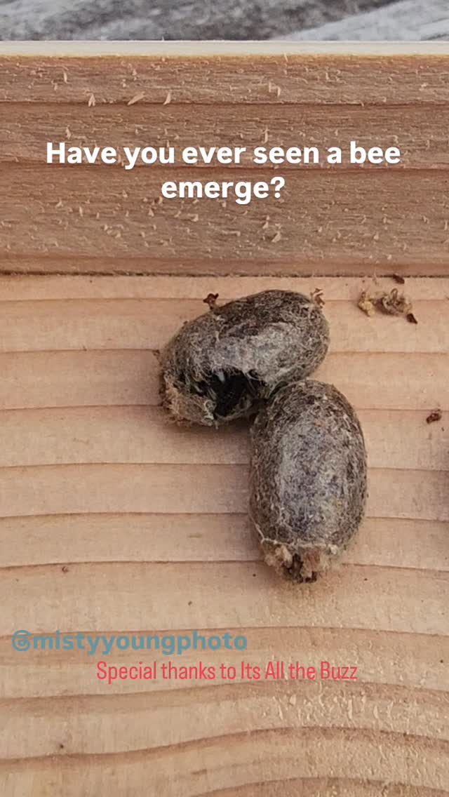 Tiny fuzzy engineers… ACTIVATED 🐝✨
These are native orchard mason bees emerging, and honestly?? They look like they just woke up late for work and chose cuteness over chaos.
Fun fact: these little overachievers are some of the BEST pollinators out there — like, one mason bee can do the work of tons of honeybees. No big deal. Just casually saving your fruit trees.
Also… watching them crawl out like this?? 10/10 tiny miracle moment. Nature does not miss.
Big thank you to It’s All The Buzz for helping me experience this up close — seriously such a cool experience. (So professional, helpful and amazing -you can order your own bees though him!)
Now excuse me while I stand here like a proud mom watching my babies emerge!
#masonbees #nativebees #pollinators #savethebees #beelife #beelover #backyardnature #natureathome #wildlifegarden #gardenlife #pollinatorgarden #beehotel #insectlove #naturelovers #springvibes #emergence #tinybutmighty #ecosystem #growfood #fruittrees #gardeninspiration #wildlifephotography #naturereels #earthfocus #beesofinstagram #macrovideo #backyardwildlife