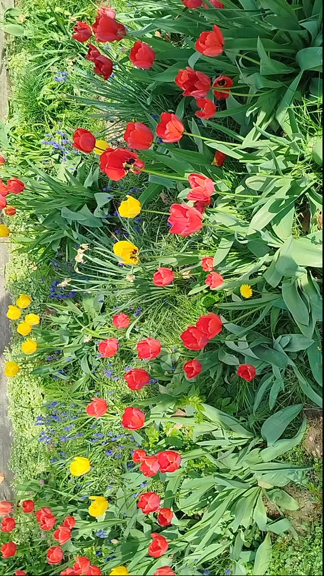 Lale u Radničko #lale #tulips #gardenideas #gardening #leskovac