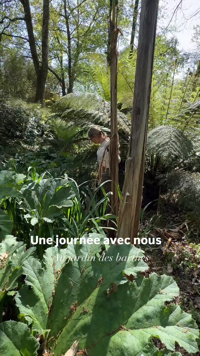 Une belle journée de jardinage dans canopée 2 semaines avant l’ouverture
🌱tous les végétaux sont toilettés un par un pour être débarrassés des dernières feuilles mortes et des branchages tombés cet hiver afin de redonner un air printanier neuf et frais
🌸la saison des rhododendrons commencent doucement c’est matador que l’on voit tout en fleur
🌴le travail est toujours plaisant sous le couvert des grands arbres
🌴ce soir nous sommes arrivés au bout de ce long et profond talweg, canopée est prête pour vous accueillir
😻Charly nous assiste😂
#jardin #landestourisme #jardinexotique #jardinage #chat