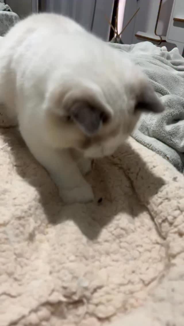 O caça mosquitinho 🪰