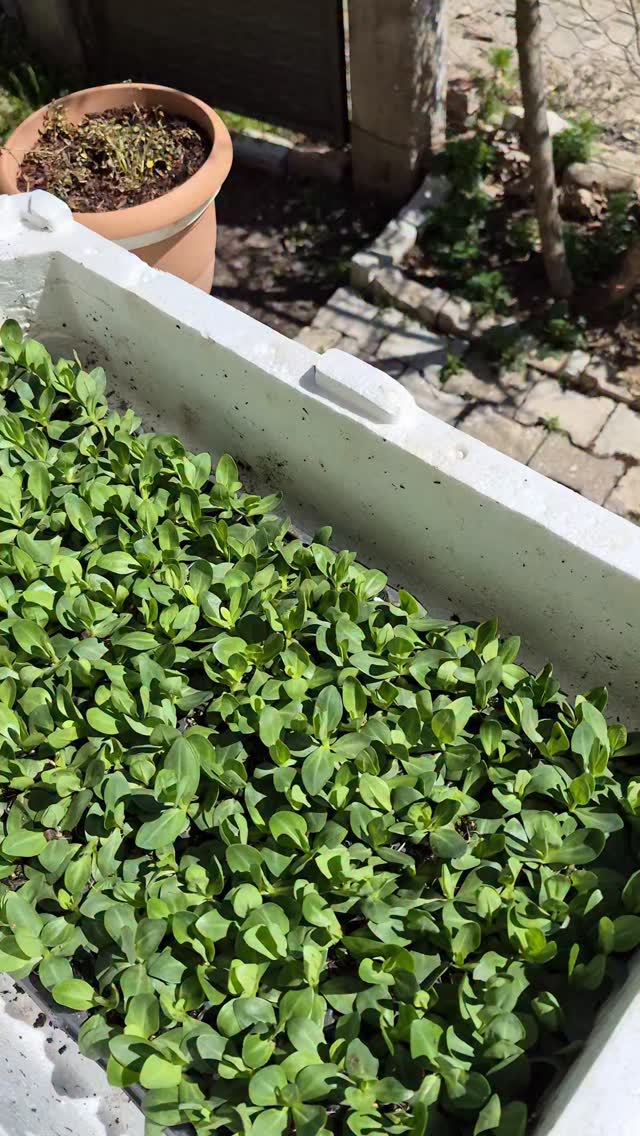 Fideleriniz güvendeeee. Bir içeri, bir dışar