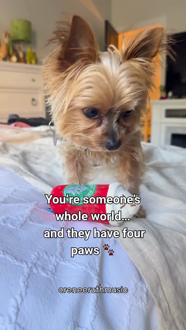 There’s something about coming home to a tiny soul who acts like you just won the lottery… every single time.
No expectations.
No pressure.
No keeping score.
Just pure, unwavering love—on your best days and the ones where you feel like you’re barely holding it together.
And honestly?
That kind of love changes you.
If you’ve ever had one of those little humans with paws… you know exactly what I mean.
👇 Tell me about your dog—what’s their name?
#yorkielove #dogmomlife #dogsoftiktok #yorkieoftheday #puppylove