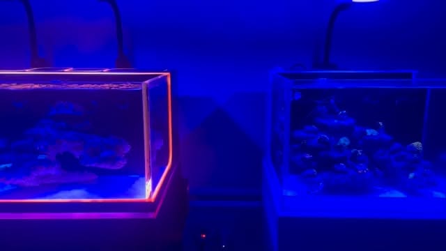 It’s finally set up! Our large desktop is looking beautiful next to our small desktop 😍 Now all that’s left is the best part… stocking it! 🐠🌿
#thepolyppros #reef tank #aquariumsetup #marineaquarium #desktopreef