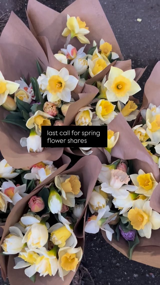 last call for spring flower shares! we have 2 spots left for flower shares starting next week. This is also the last chance to buy 2 flower shares for 20% off! After next week, all remaining 2026 flower shares will be full price. If you don’t want to commit to the full flower share, you can preorder single bouquets on our website. 🌷🌷🌷