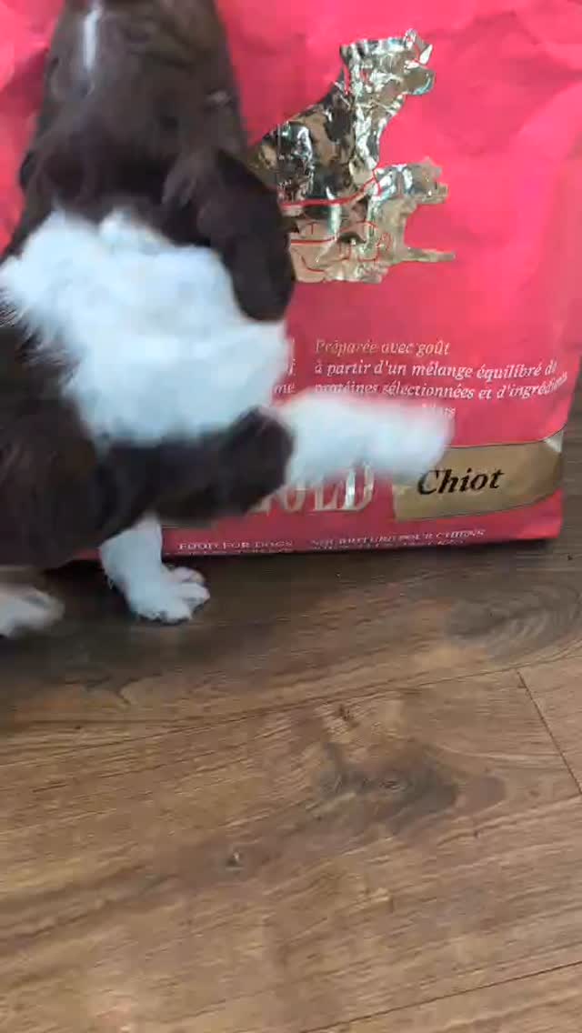 @frommfamily makes the good stuff! Thanks @panpacificpet for keeping our local pet store stocked!
#dog #puppy #spaniel
