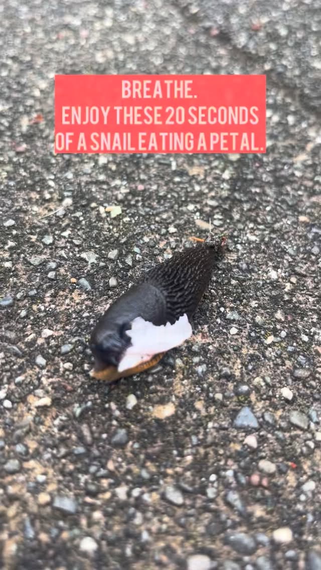 And ignore that he’s a little out of focus, please (I got too close)
.
.
.
#slug #breathe #spring