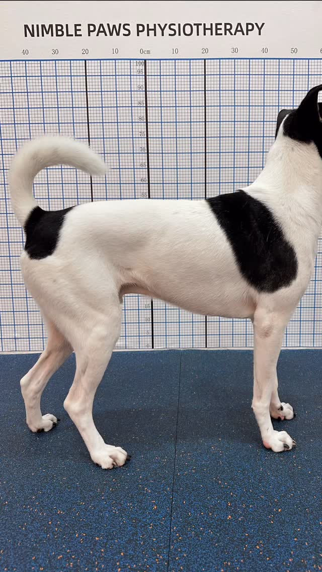 Training the gastrocnemius isn’t just about strength — it’s about function.
This key muscle drives push-off, so we progress beyond basics and incorporate power-based work like plyometrics into rehab programs.
Disclaimer:
Power training should only be introduced when movement is controlled and strength is well-established. Ensure your pup has adequate calf strength before adding any jumping exercises.
#caninerehab #nimblepawspet #sgdogs #movementmatters #dogphysio