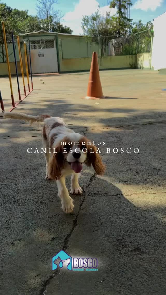 Momentos que viram memórias 💛🐾
No Canil Escola Bosco, cada dia é cheio de cuidado, aprendizado e diversão!