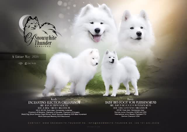 Wir erwarten Welpen! 🎉🐶Anfang/Mitte Mai dürfen wir uns auf Welpen aus der Traumverpaarung🐾 Kody (Enchanting Election Orleansnow) × Daisy (Daisy Big Foot vom Pleissengrund) freuen.Danke @miriammihova – wir sind voller Vorfreude 🤍✨#samojede #samoyed #samojedenliebe #welpenankündigung #samoyedlover