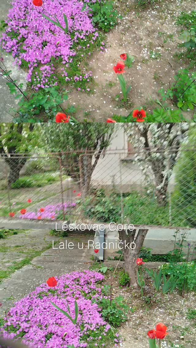 Lale u Radničko #Leskovac #gardens #tulips #lale #locationscouting