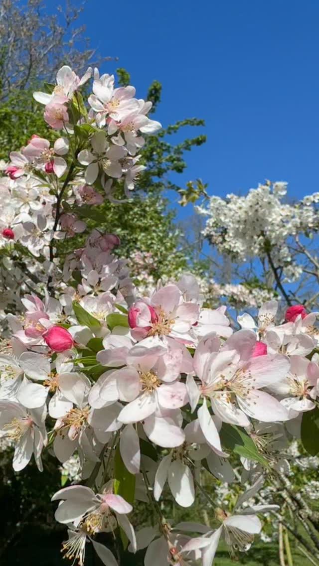 My #YewView site in Worcestershire, is looking stunning today!!! ❤️