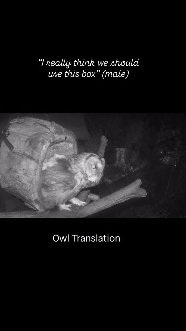 Lots of visits to the Barn Owl Box last night by Lleuad (male) , warbling to the female, telling her it is a good place to breed. Seren (female) replies, saying she knows it is a good choice!
She is back in the box this morning!!! 🤞